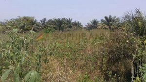 Future Sophie Anne Company manufacturing plant, N'zerekore