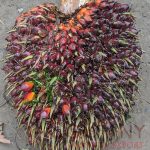 Palm Fruits from a tall palm tree.