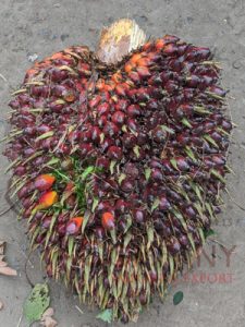 Fruits de palme naturels